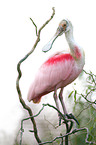 roseate spoonbill