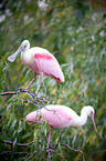 roseate spoonbills