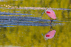 roseate spoonbill