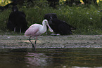 roseate spoonbill