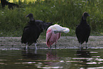 roseate spoonbill