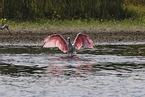 roseate spoonbill