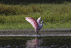 roseate spoonbill