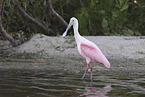 roseate spoonbill