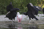 roseate spoonbill