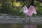 roseate spoonbill