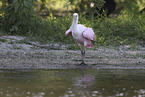 roseate spoonbill