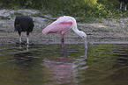 roseate spoonbill