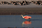 Roseate Spoonbill