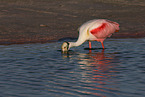 Roseate Spoonbill