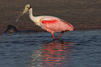 Roseate Spoonbill