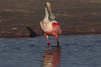 Roseate Spoonbill