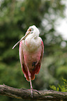 roseate spoonbill