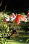 roseate spoonbill