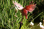 roseate spoonbill