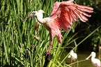 roseate spoonbill