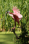 roseate spoonbill