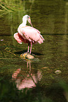 roseate spoonbill