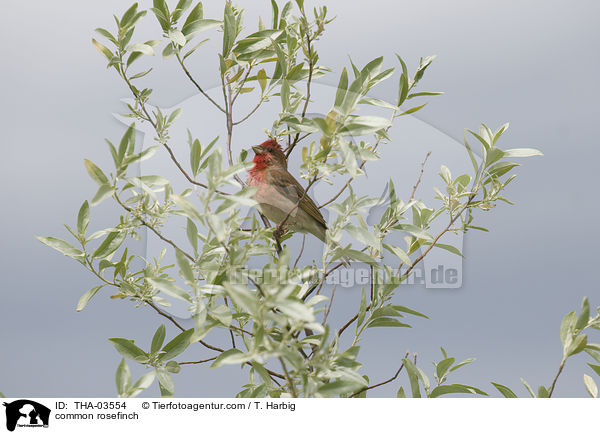 common rosefinch / THA-03554