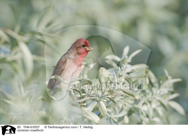 Karmingimpel / common rosefinch / THA-03557