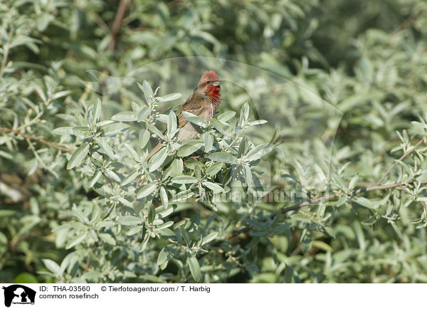 Karmingimpel / common rosefinch / THA-03560