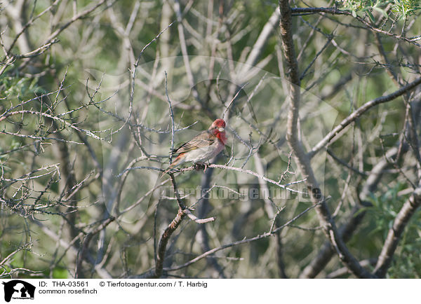 Karmingimpel / common rosefinch / THA-03561