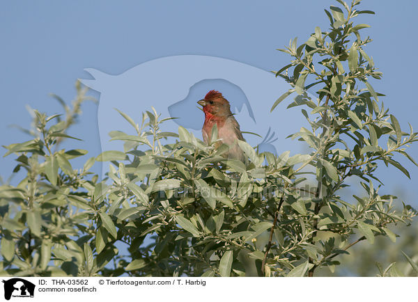 Karmingimpel / common rosefinch / THA-03562
