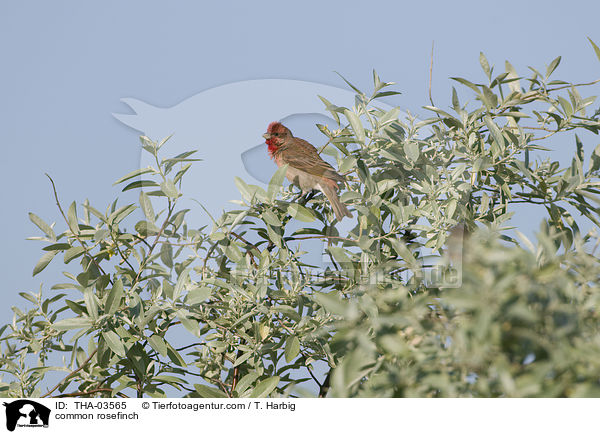 common rosefinch / THA-03565