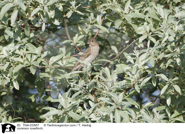Karmingimpel / common rosefinch / THA-03567