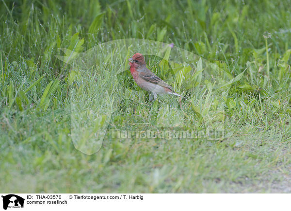 Karmingimpel / common rosefinch / THA-03570