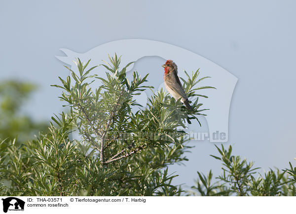 Karmingimpel / common rosefinch / THA-03571