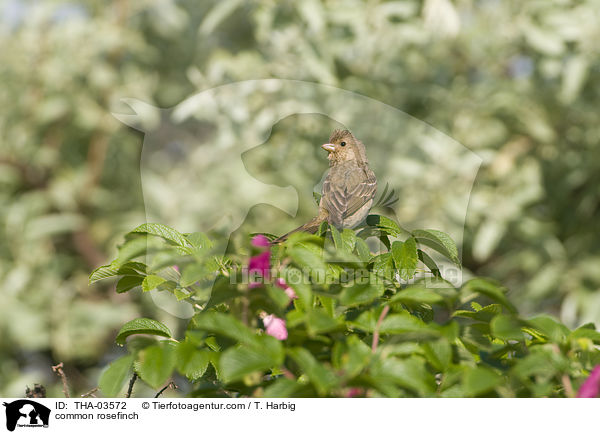 common rosefinch / THA-03572