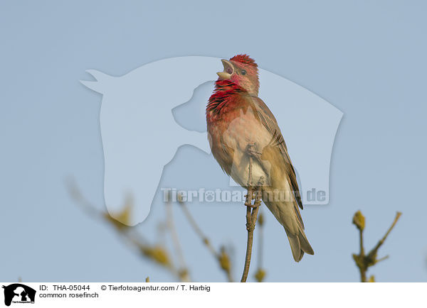 common rosefinch / THA-05044