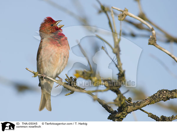 common rosefinch / THA-05045