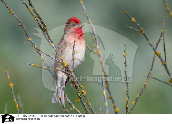 common rosefinch / THA-06458