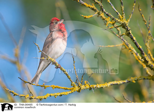 Karmingimpel / common rosefinch / THA-06465