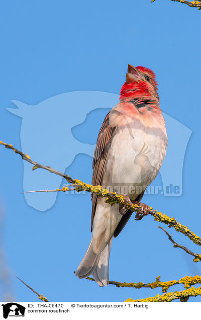 Karmingimpel / common rosefinch / THA-06470