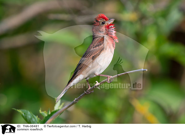 common rosefinch / THA-06481
