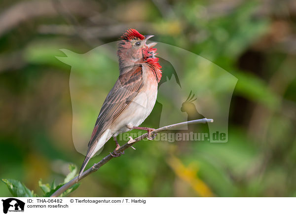common rosefinch / THA-06482