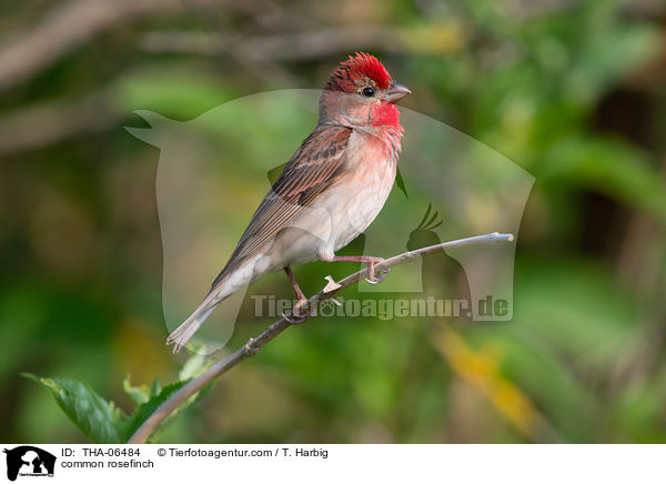 common rosefinch / THA-06484