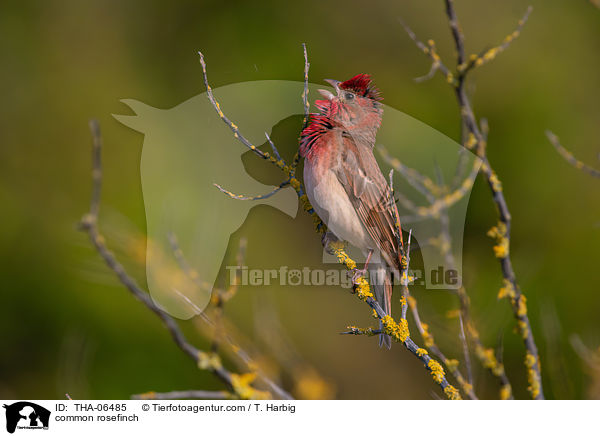 common rosefinch / THA-06485