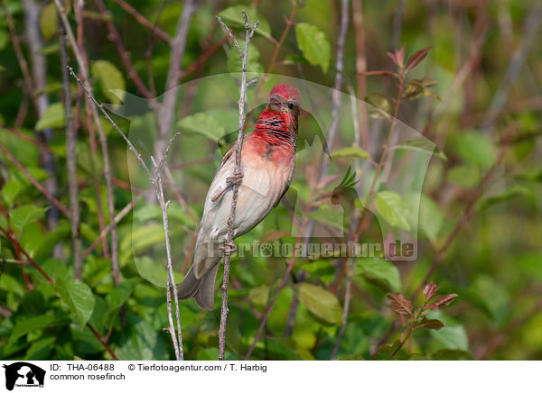 common rosefinch / THA-06488