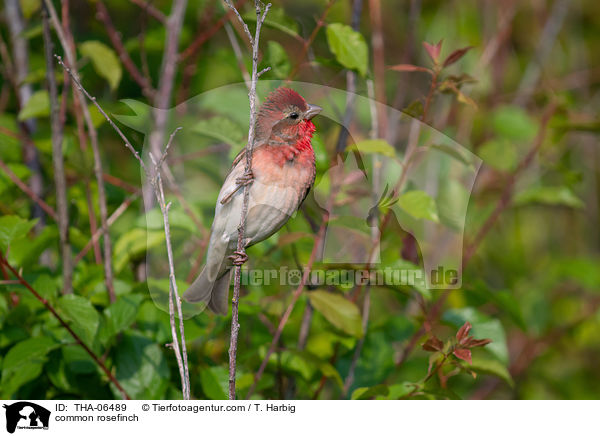 common rosefinch / THA-06489