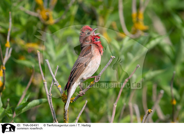 common rosefinch / THA-06491