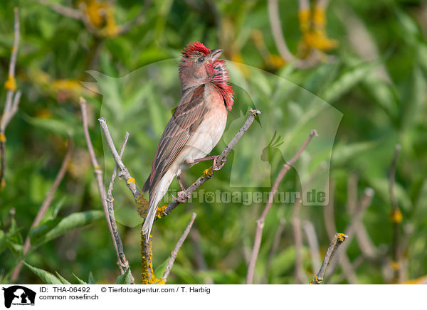 common rosefinch / THA-06492