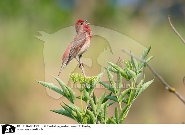 common rosefinch / THA-06493