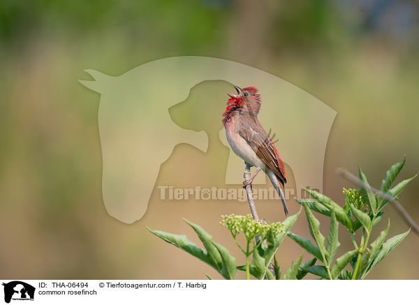 common rosefinch / THA-06494