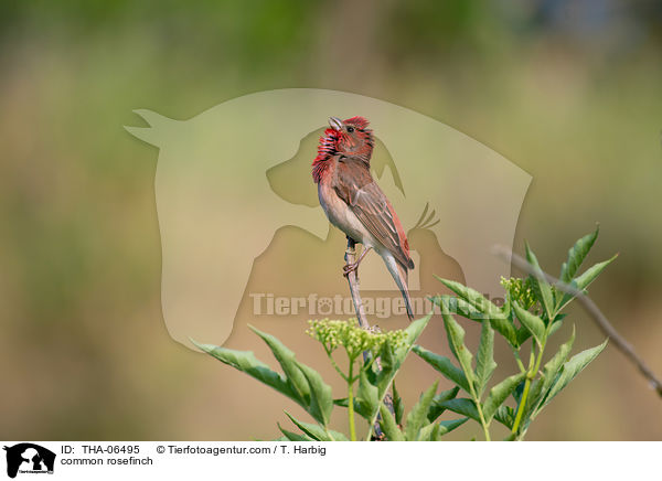 common rosefinch / THA-06495