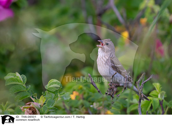 Karmingimpel / common rosefinch / THA-06501