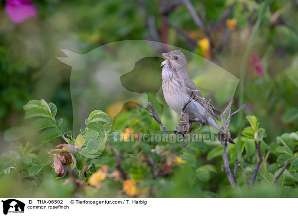 Karmingimpel / common rosefinch / THA-06502